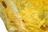 Polished Colombian Copal ( g) - Contains Beeltes! #364286-1